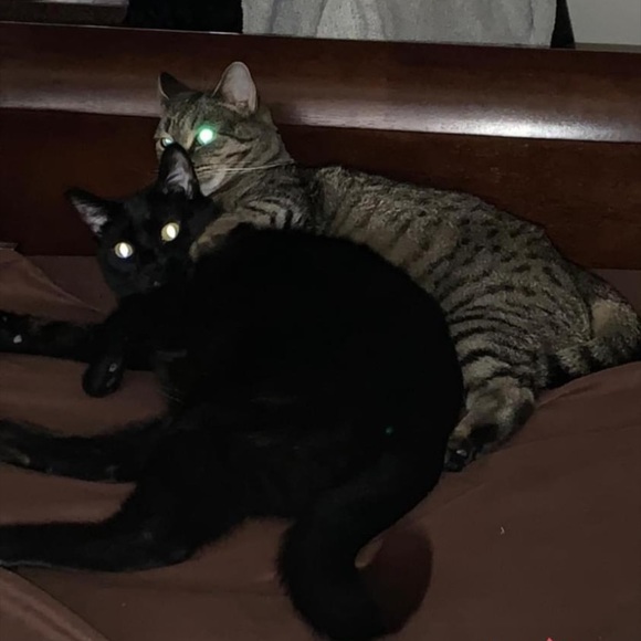 Meet your Posher, Legend - Picture 9 of 11